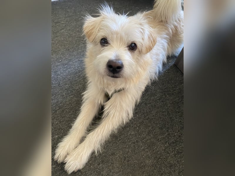 Mischling Hund zum verkaufen