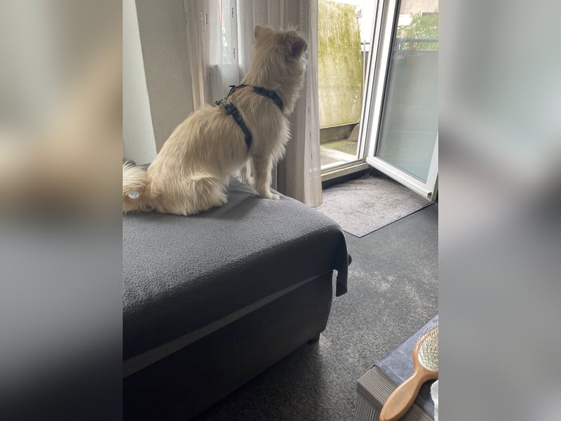 Hund Mischling