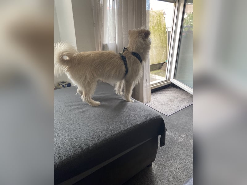 Hund Mischling