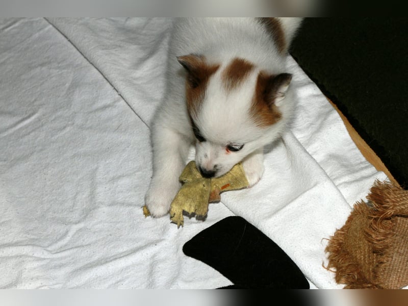 Norrbottenspitz - Ihr Traumhund aus dem Norden