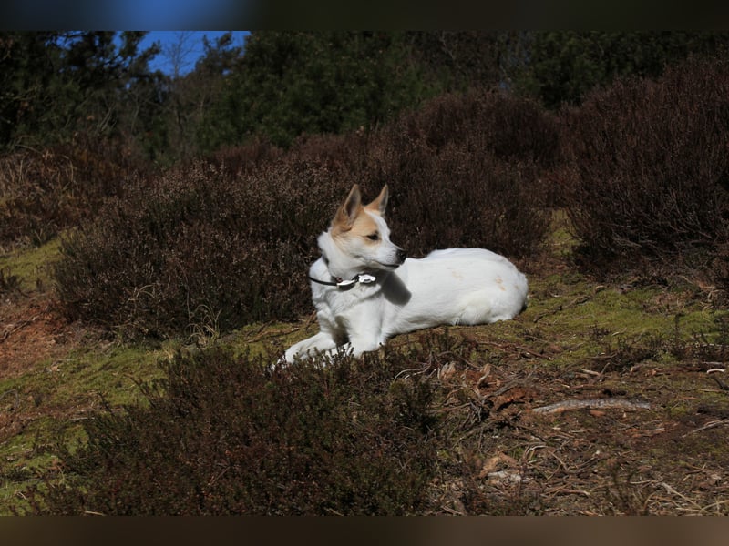 Wurfankündigung Norrbottenspitze für 2026