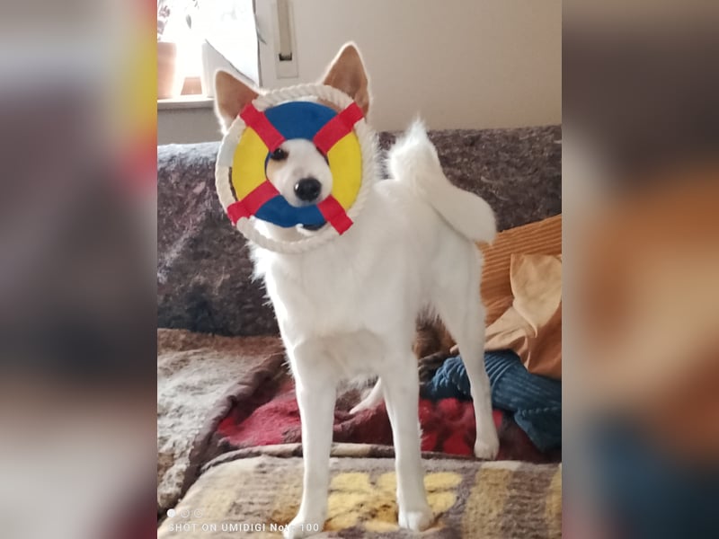 Unsere Norrbottenspitze Welpen werden Anfang Mai geboren - Preis auf Anfrage