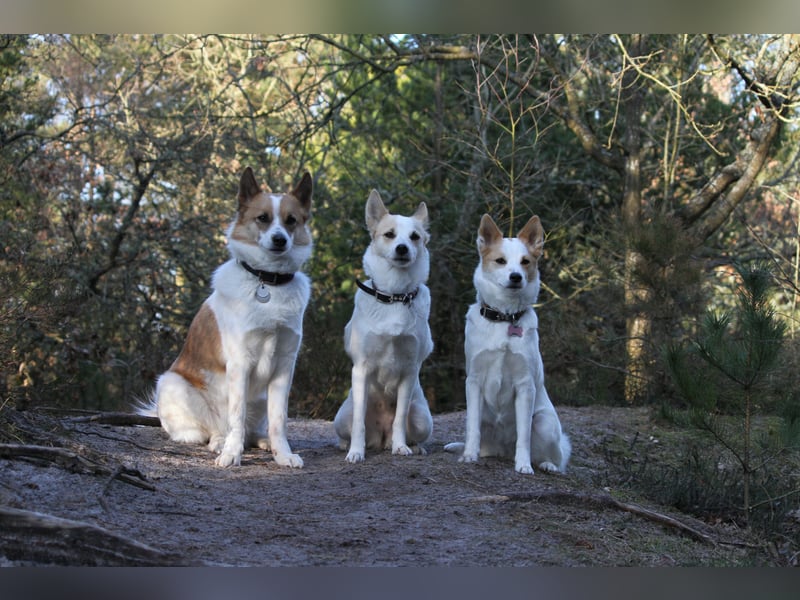 Wurfankündigung Norrbottenspitze für 2026