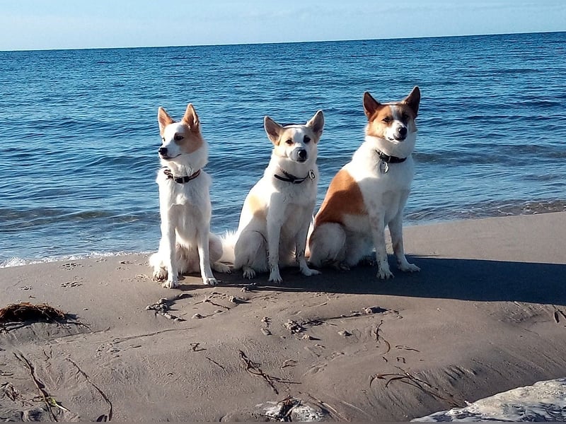 Unsere Norrbottenspitze Welpen werden Anfang Mai geboren - Preis auf Anfrage
