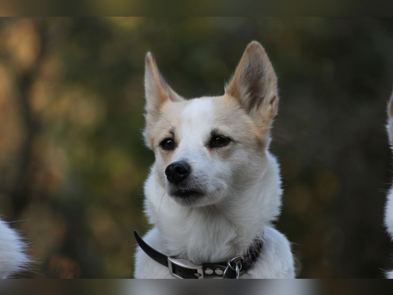 Wurfankündigung Norrbottenspitze für 2026