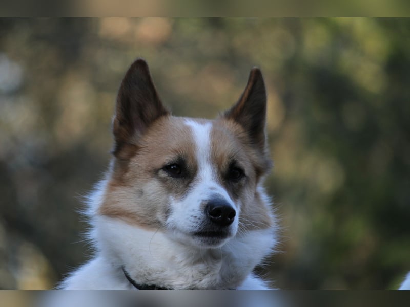 Wurfankündigung Norrbottenspitze für 2026