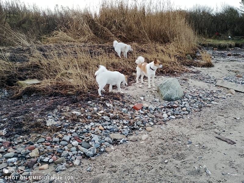 Unsere Norrbottenspitze Welpen werden Anfang Mai geboren - Preis auf Anfrage