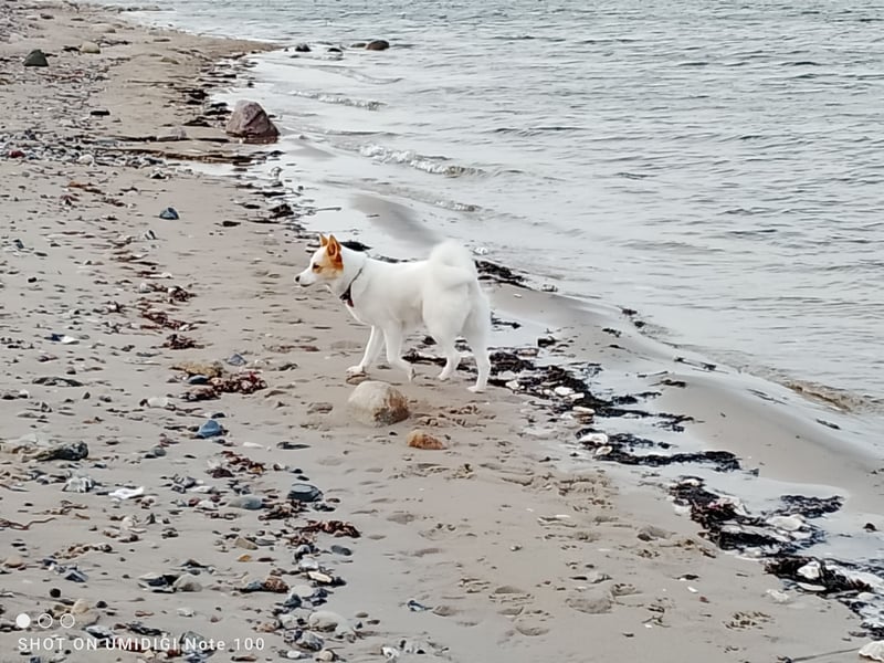 Unsere Norrbottenspitze Welpen werden Anfang Mai geboren - Preis auf Anfrage
