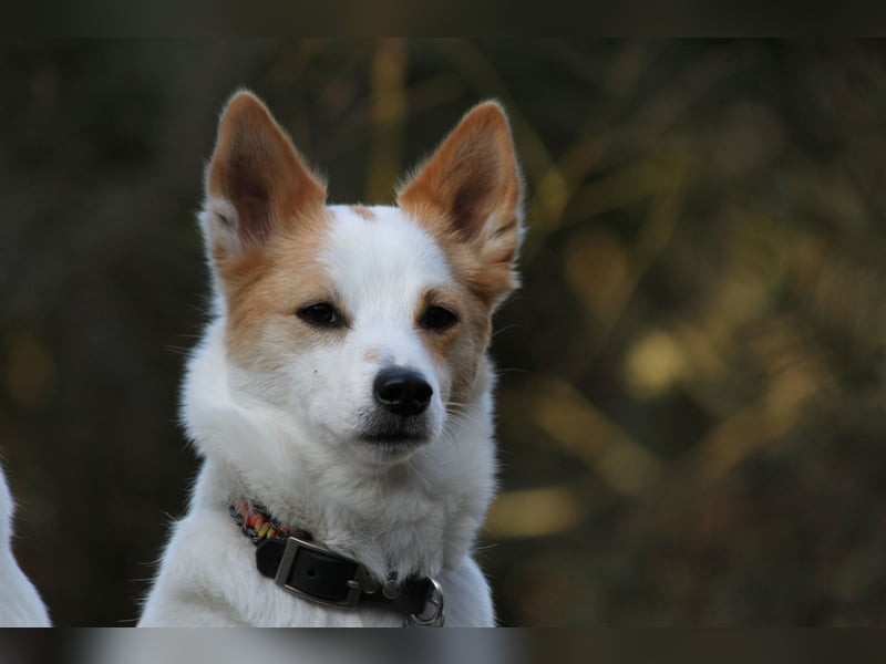 Wurfankündigung Norrbottenspitze für 2026