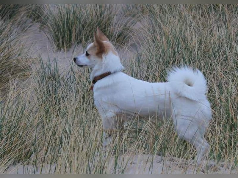 Wurfankündigung Norrbottenspitze für 2026
