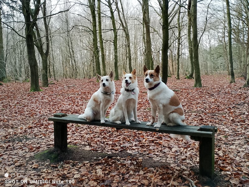 Unsere Norrbottenspitze Welpen werden Anfang Mai geboren - Preis auf Anfrage