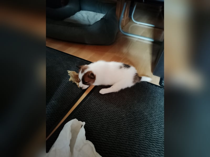 Cara die Geliebte