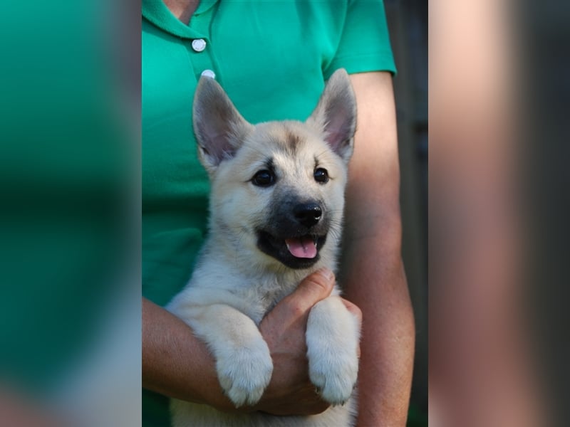 Norwegischer Buhund Welpen