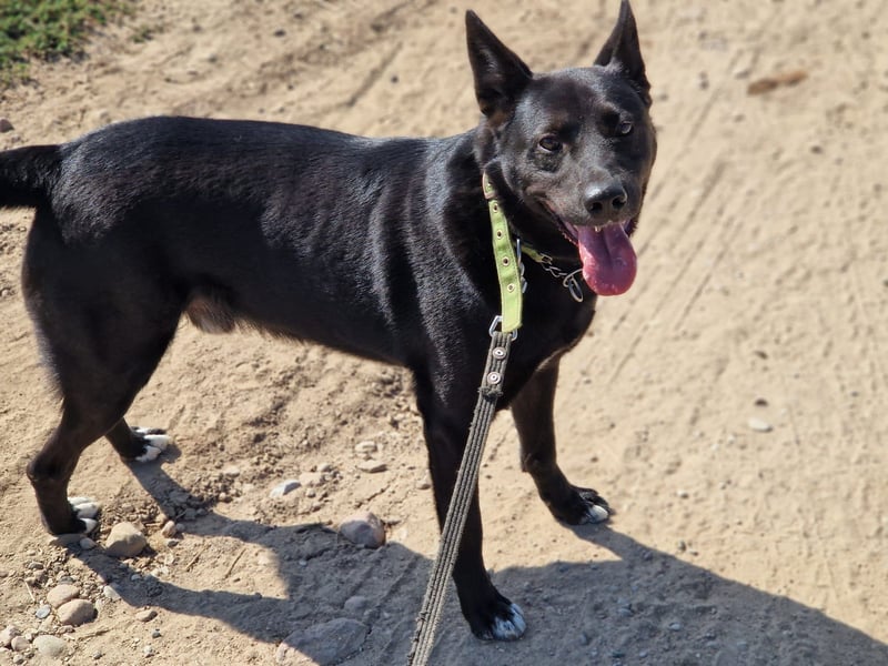 Karus - Toller, aktiver und selbstbewusster Rüde,  ca. 2019 geboren