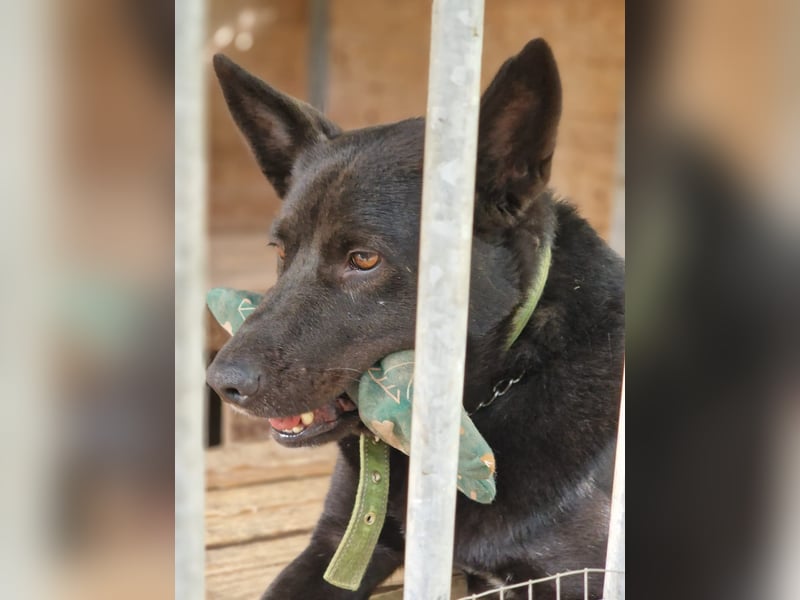 Karus - Toller, aktiver und selbstbewusster Rüde,  ca. 2019 geboren