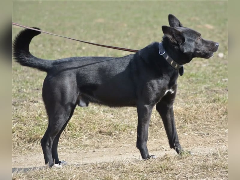 Karus - Toller, aktiver und selbstbewusster Rüde,  ca. 2019 geboren