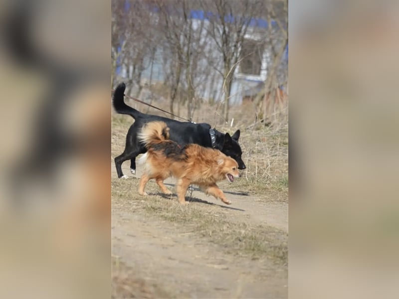 Karus - Toller, aktiver und selbstbewusster Rüde,  ca. 2019 geboren