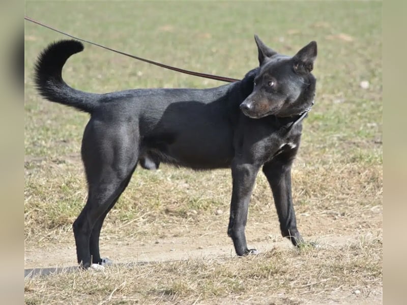 Karus - Toller, aktiver und selbstbewusster Rüde,  ca. 2019 geboren