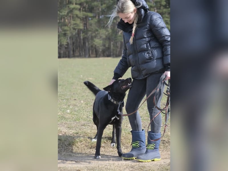 Karus - Toller, aktiver und selbstbewusster Rüde,  ca. 2019 geboren