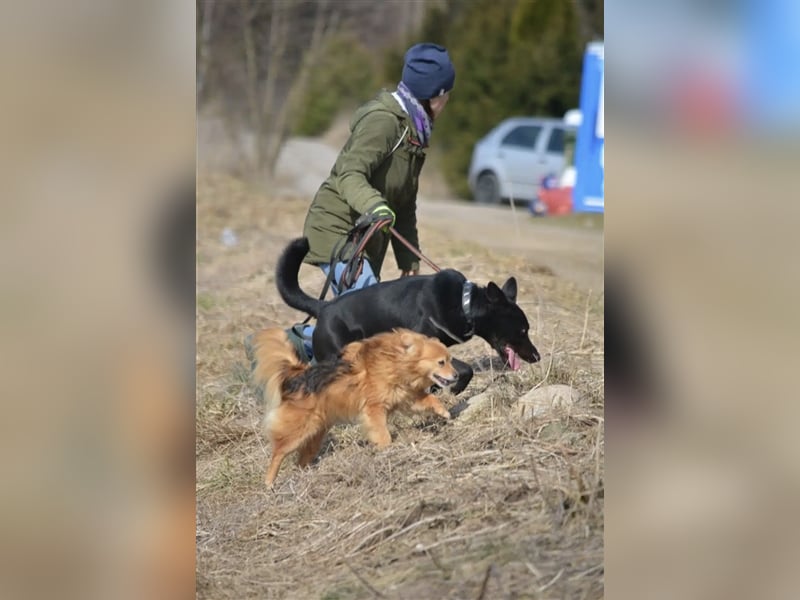 Karus - Toller, aktiver und selbstbewusster Rüde,  ca. 2019 geboren