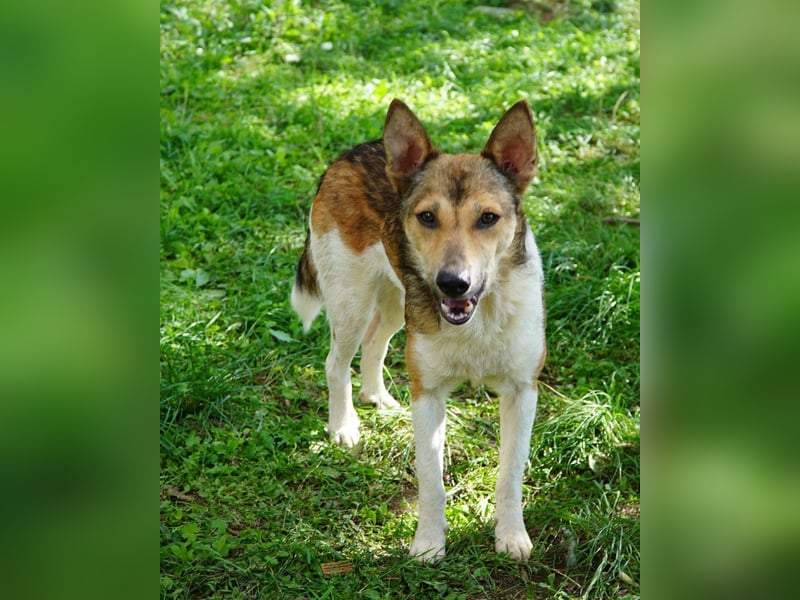 Simon VA, aufgeschlossen, neugierig