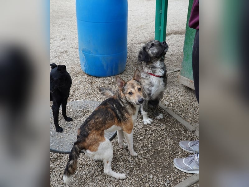 Simon VA, aufgeschlossen, neugierig