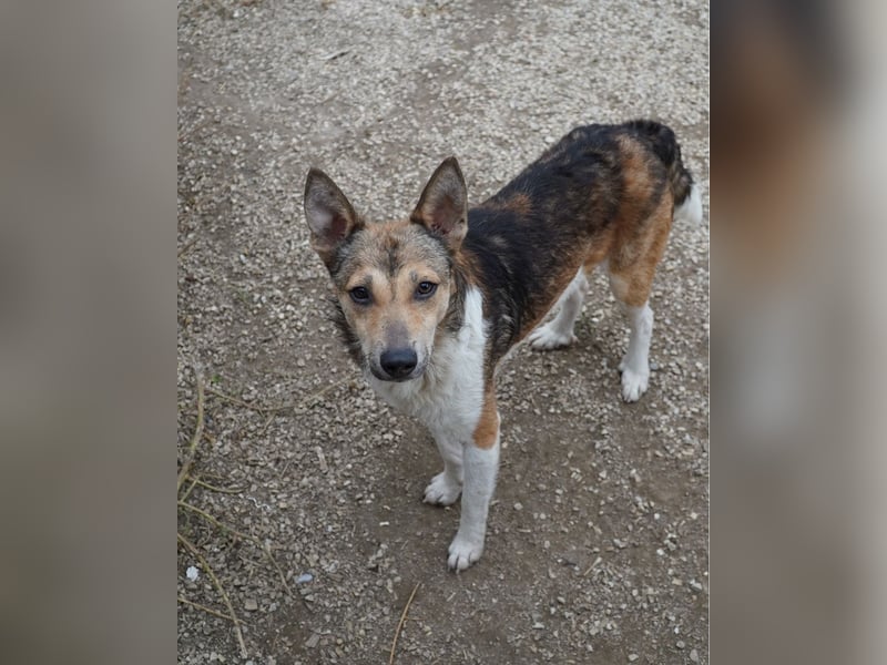 Simon VA, aufgeschlossen, neugierig