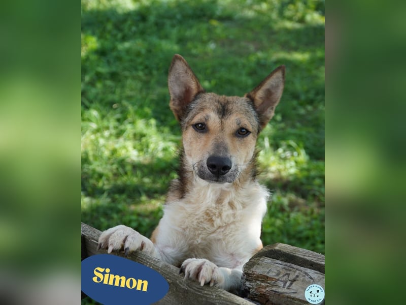 Simon VA, aufgeschlossen, neugierig