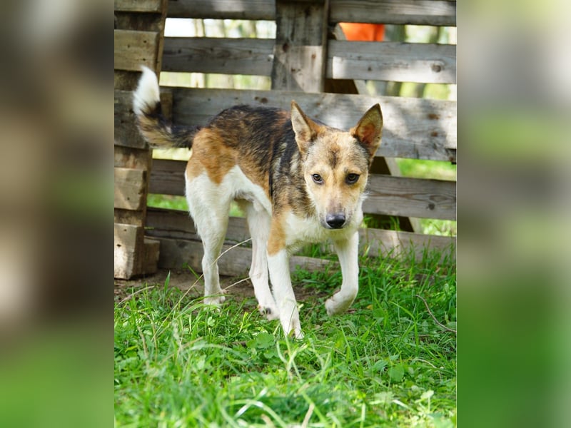 Simon VA, aufgeschlossen, neugierig