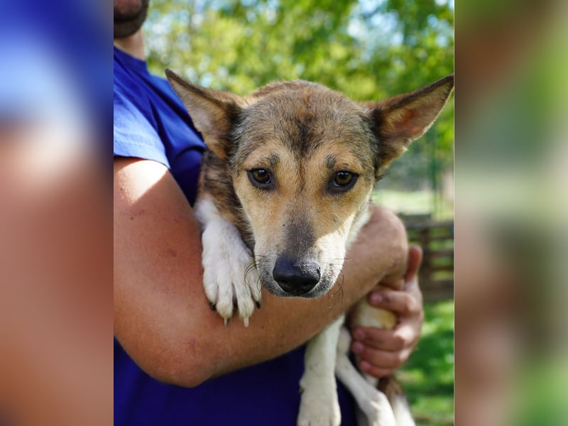 Simon VA, aufgeschlossen, neugierig