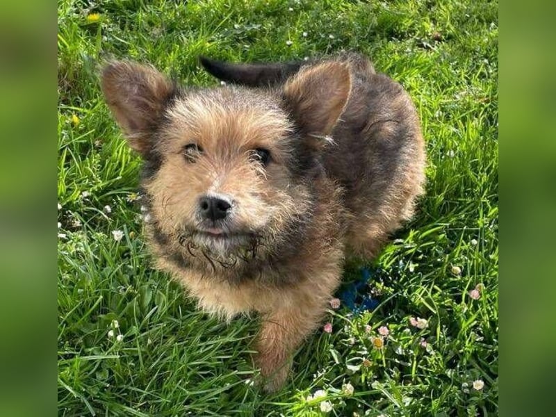 Josefine, Norwich Terrier-Mischling