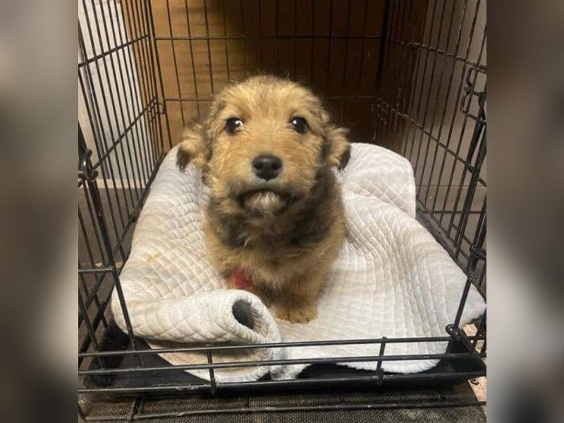 Josefine, Norwich Terrier-Mischling