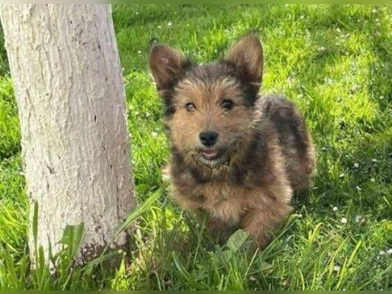 Josefine, Norwich Terrier-Mischling