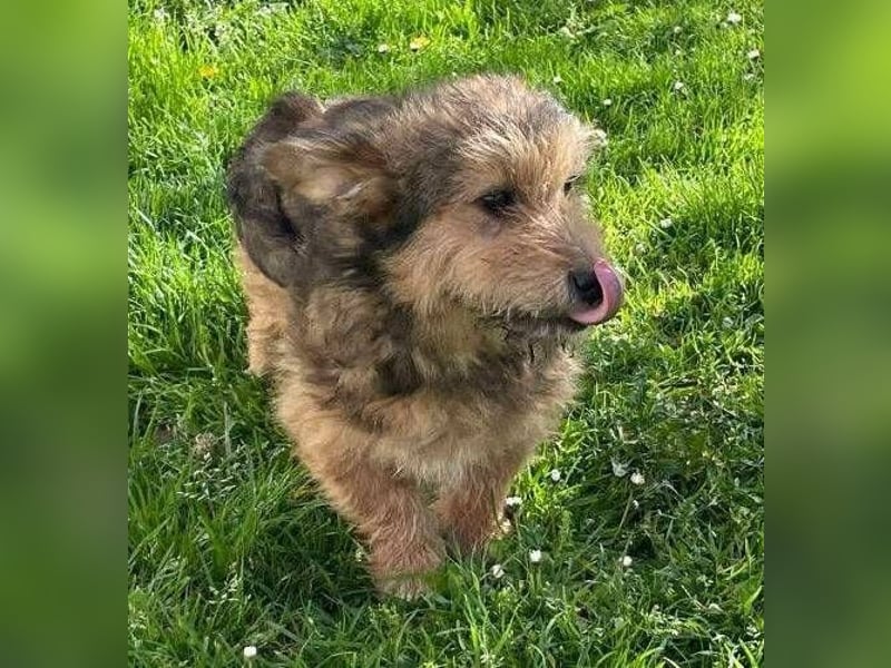 Josefine, Norwich Terrier-Mischling