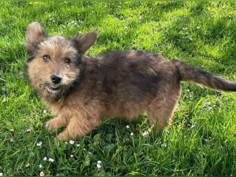 Josefine, Norwich Terrier-Mischling