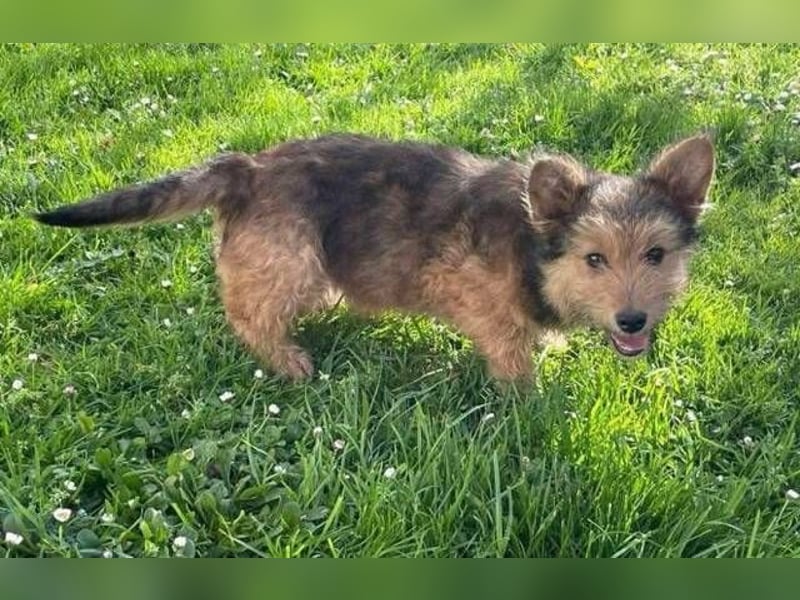 Josefine, Norwich Terrier-Mischling
