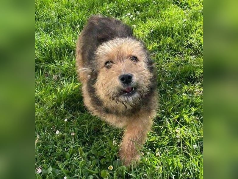 Josefine, Norwich Terrier-Mischling