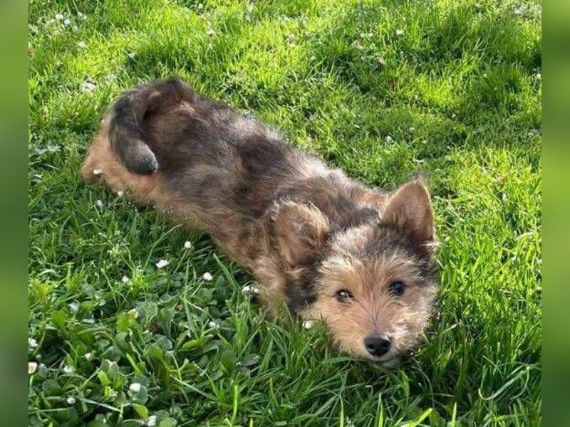 Josefine, Norwich Terrier-Mischling