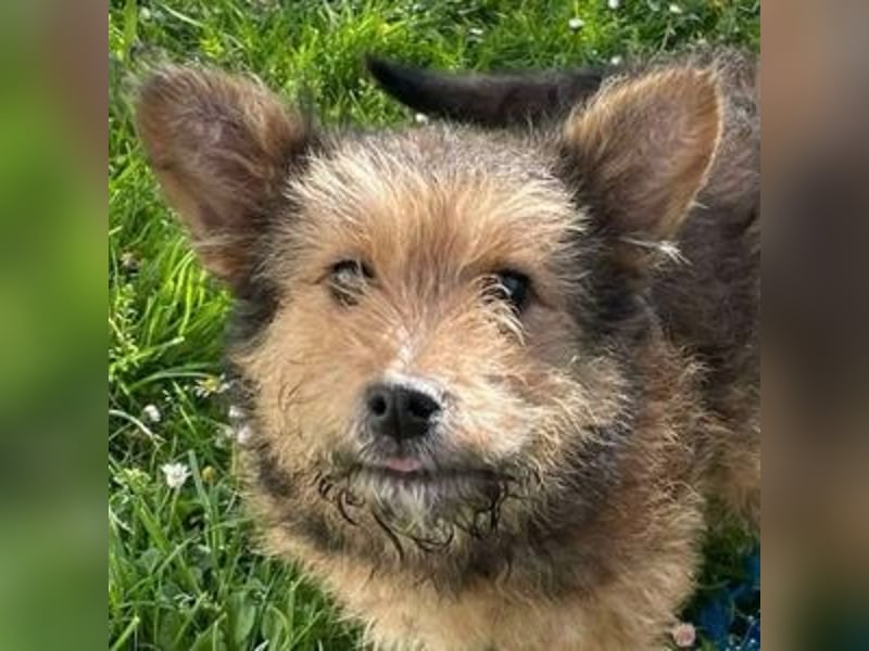 Josefine, Norwich Terrier-Mischling