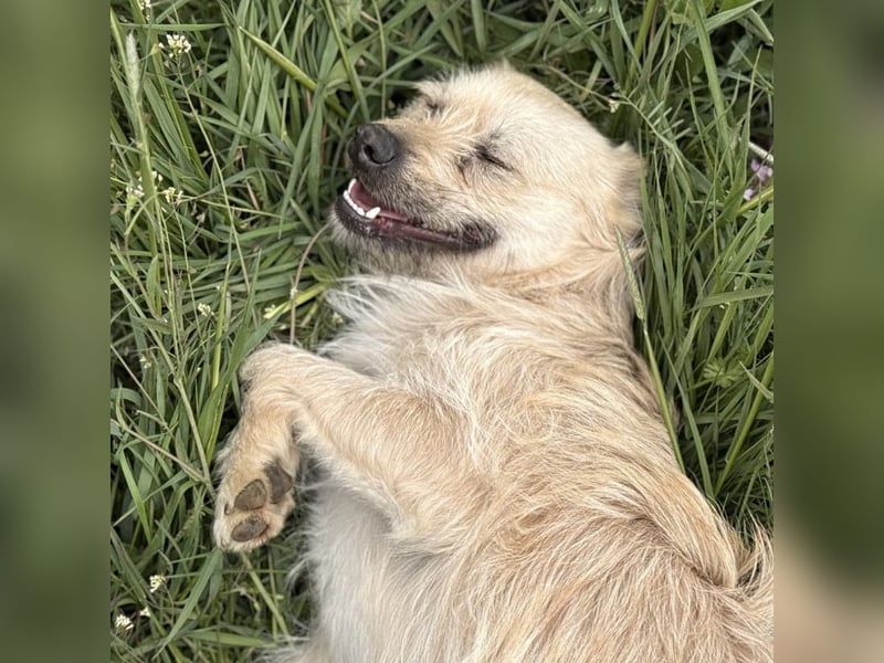 Fritz ein ganz toller kleiner Bub