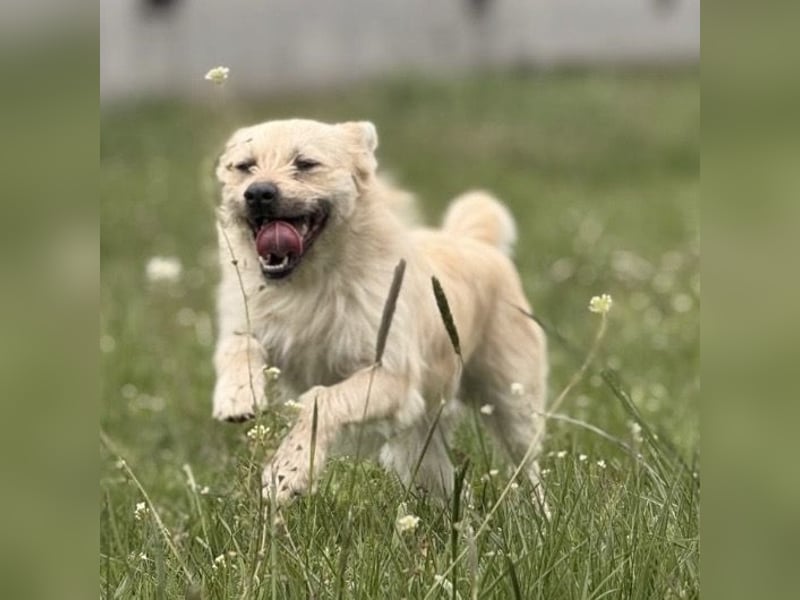 Fritz ein ganz toller kleiner Bub