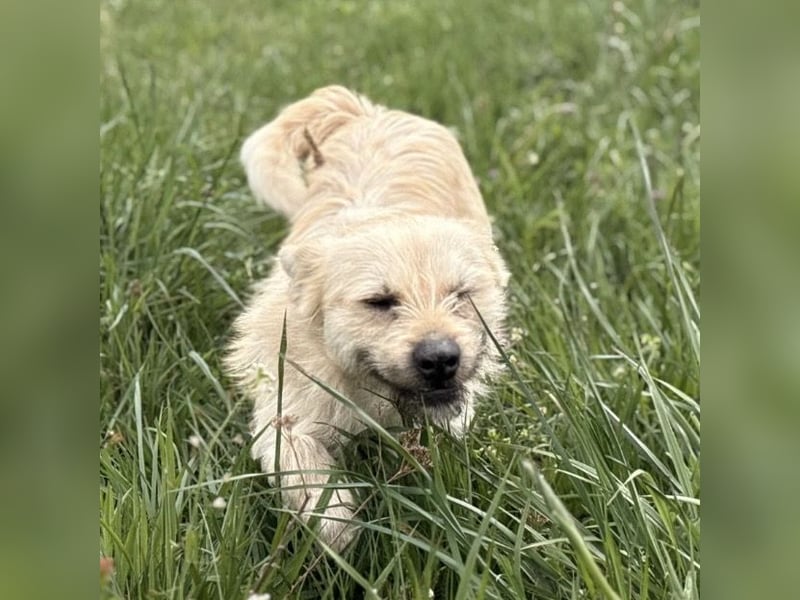 Fritz ein ganz toller kleiner Bub