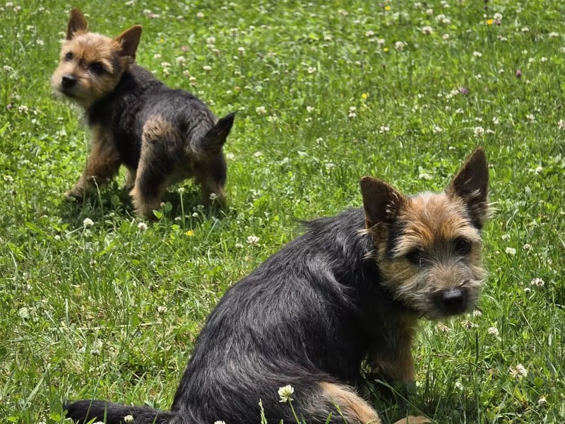 2 junge Norwich Hündinnen