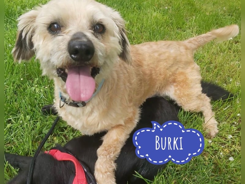 Burki ein kleiner sportlicher Bub
