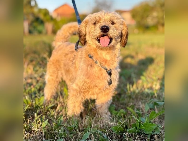 Burki ein kleiner sportlicher Bub