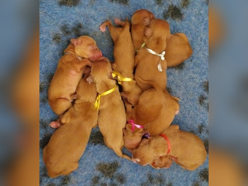 Sehr schone Nova Scotia Duck Tolling Retriever Welpen ab zu geben