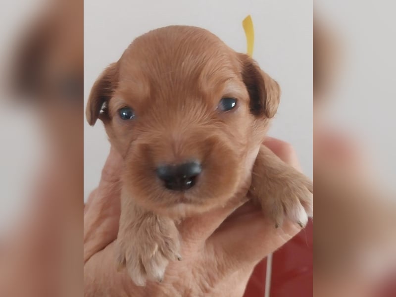 Sehr schone Nova Scotia Duck Tolling Retriever Welpen ab zu geben