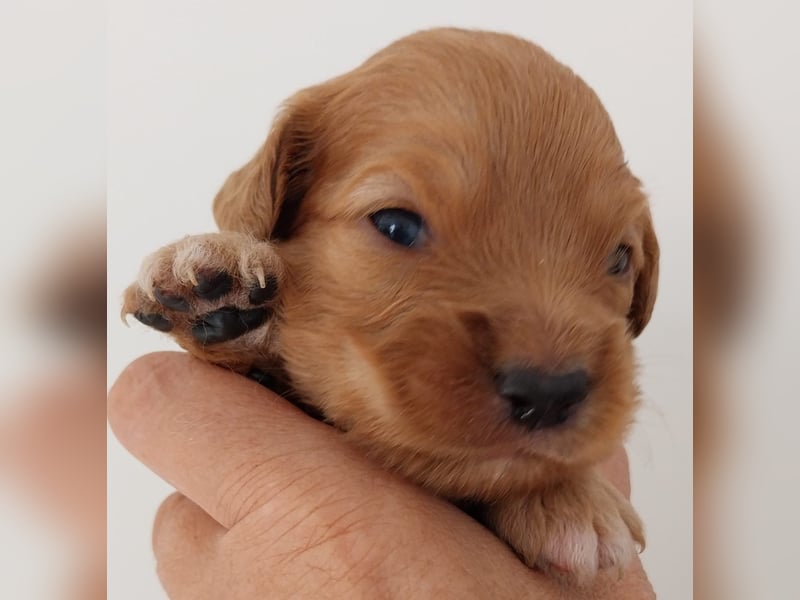 Sehr schone Nova Scotia Duck Tolling Retriever Welpen ab zu geben