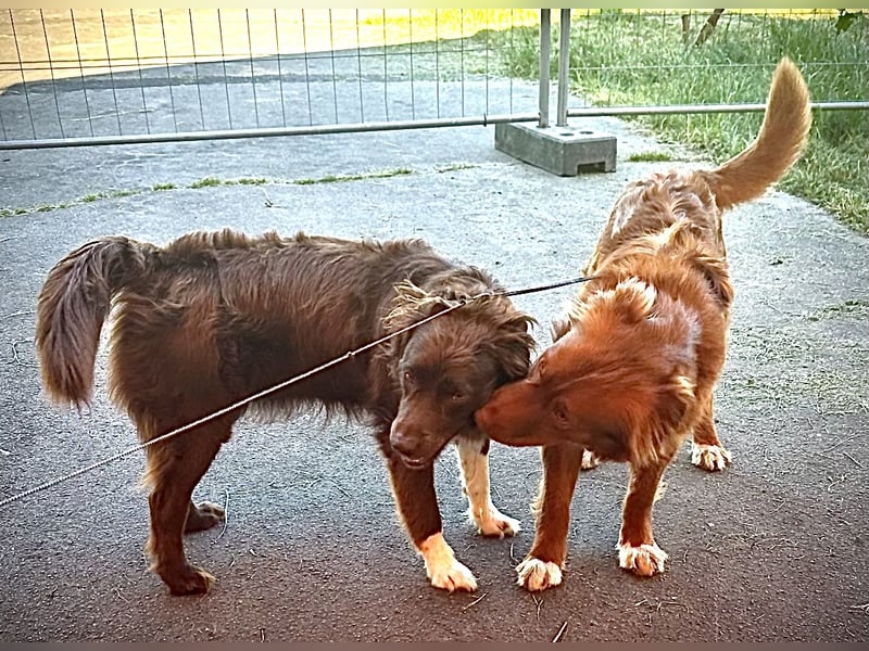 Wurfankündigung