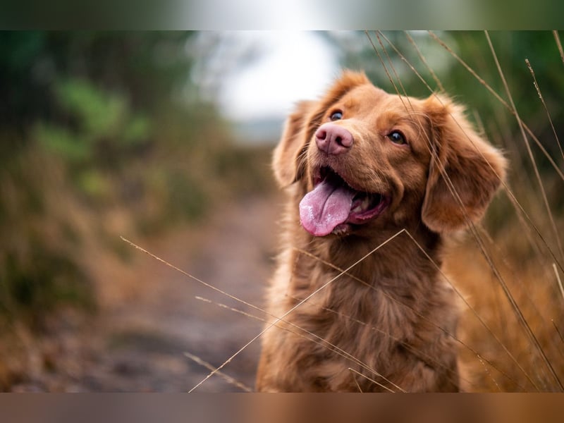 Nova Scotia Duck Tolling Retriever-Welpen – Einzigartige Schätze aus liebevoller Zucht